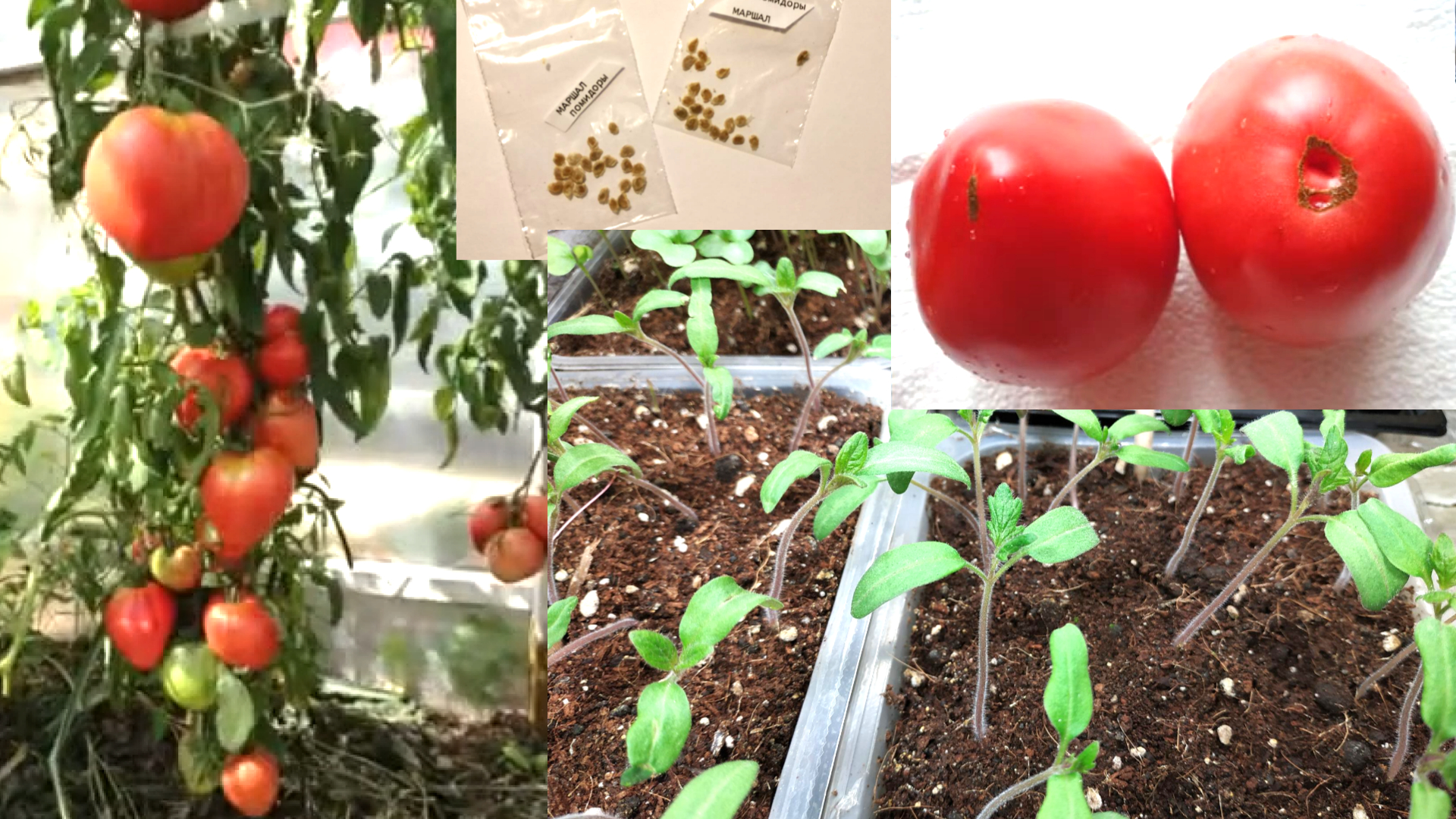 Как вырастить рассаду помидоров из семян.
