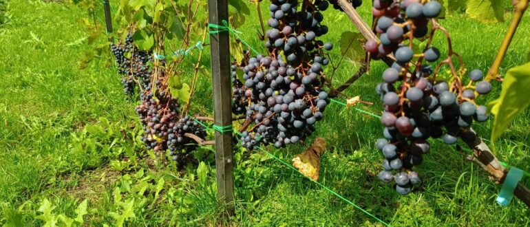 Загадка Шарова — неукрывной сорт винограда, грозди на шпалере