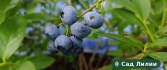 Голубика на кусте — спелые ягоды в саду в Иваново, зона 4–5