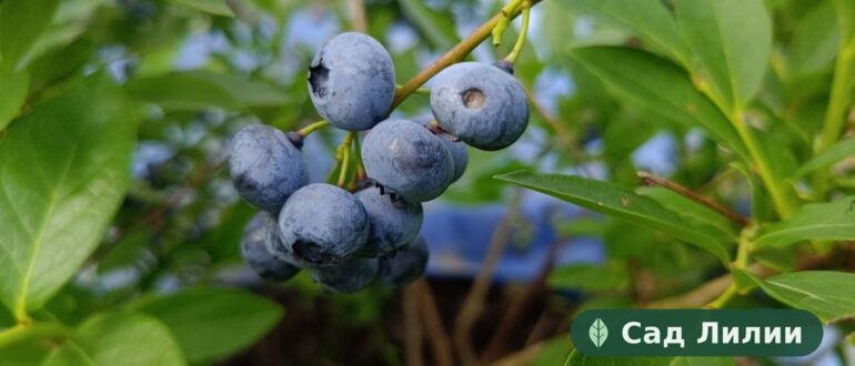 Голубика на кусте — спелые ягоды в саду в Иваново, зона 4–5