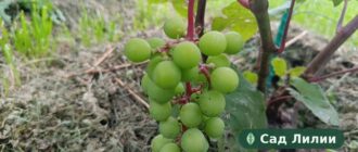Виноград на лозе — молодая зелёная гроздь в саду в Иваново