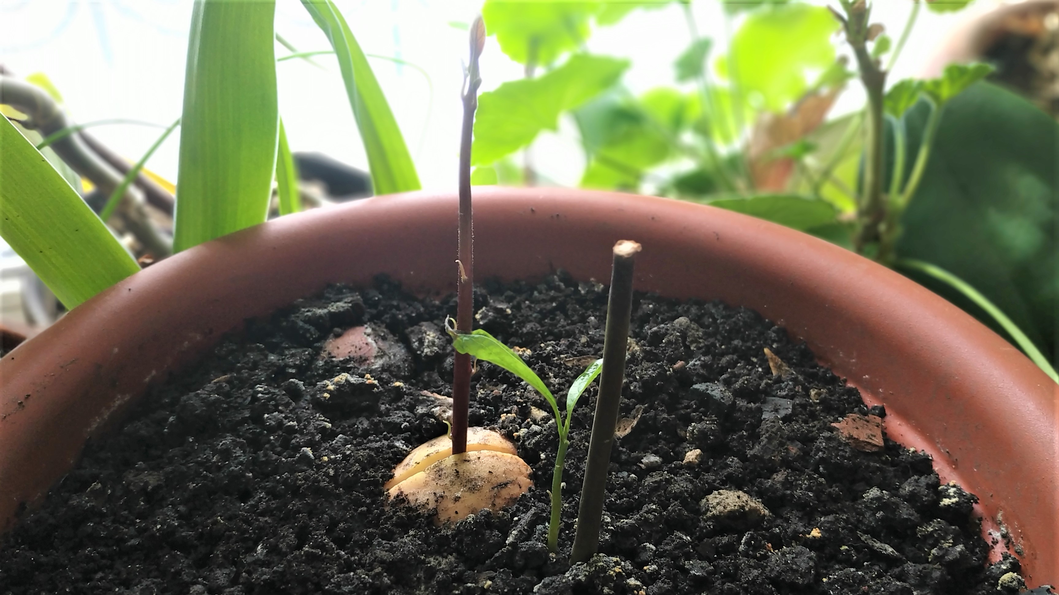 Выращивание авокадо на окне