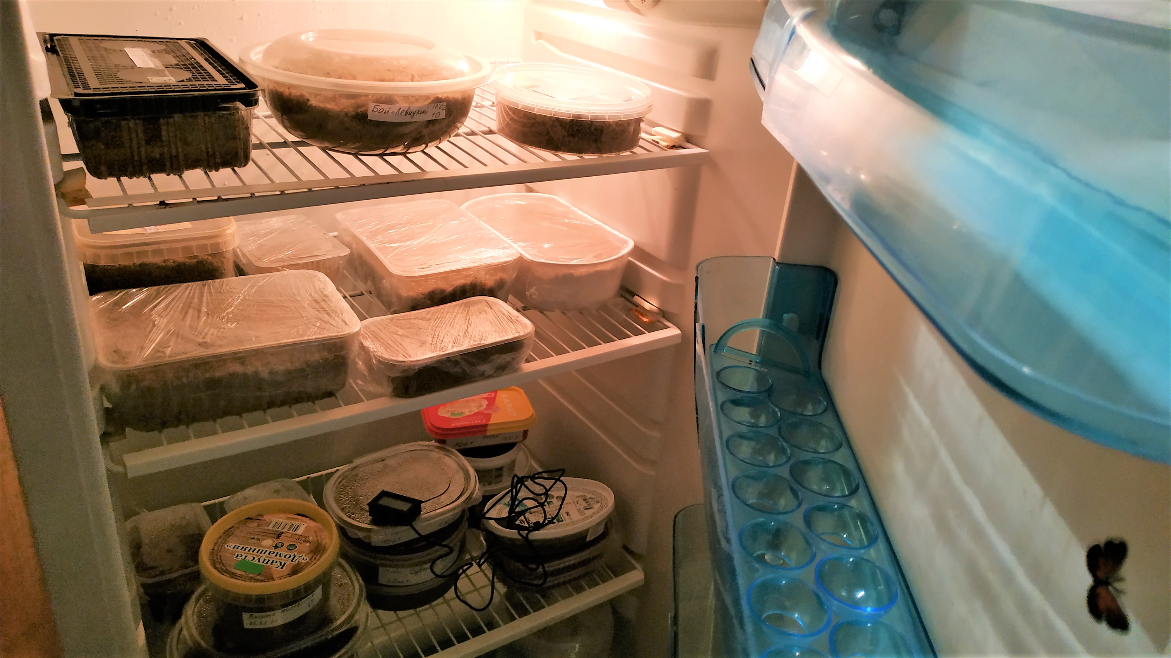 Стратификация косточек в холодильнике