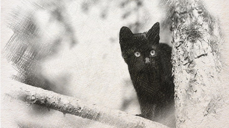 Сказка про черного котенка